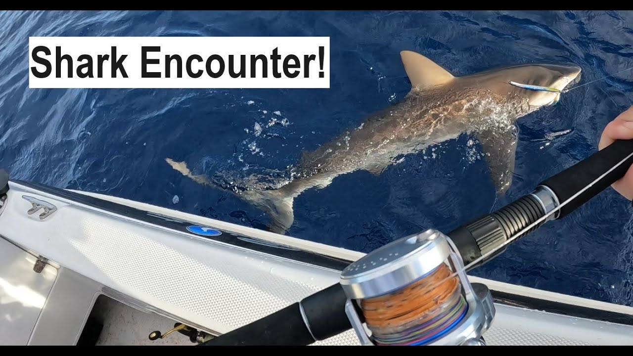 Shark Encounter|Double hook up| Signature Boats|Epic Fight