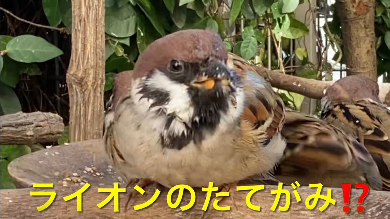 たてがみチュンとお弁当VS大きいチュン🐤