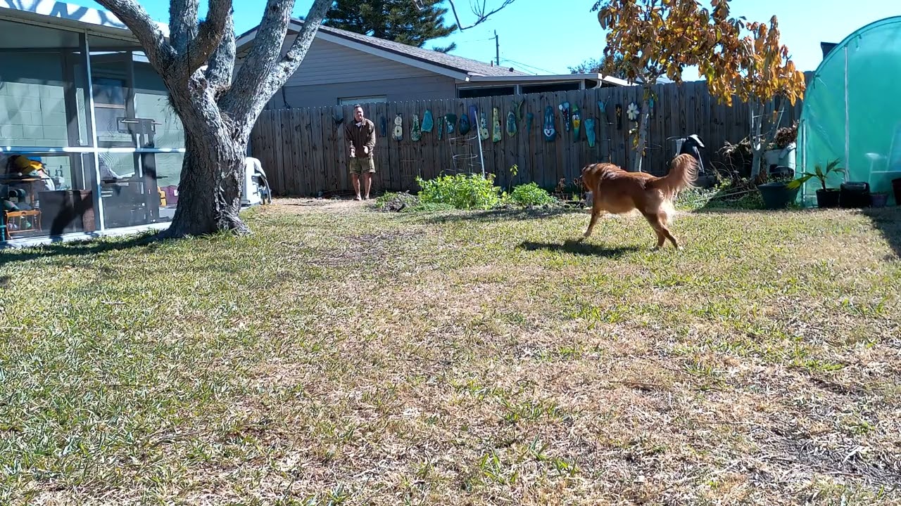 Fetching Foxy 61 Says better late than never