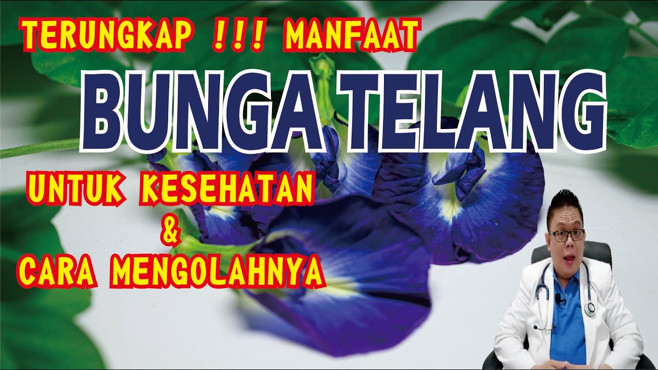 RAHASIA TERSEMBUNYI BUNGA TELANG UNTUK KESEHATAN