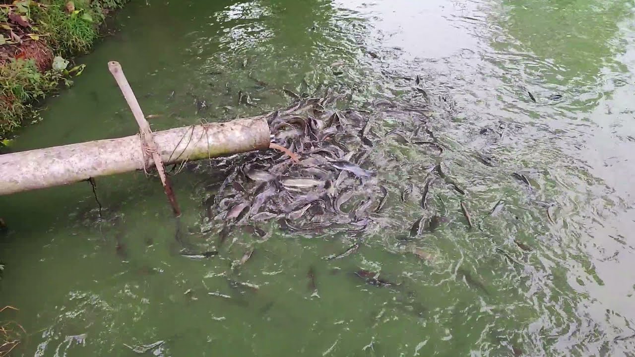 Feeding Wasted Chicken to Million Catfish | Hybrid Magur Fish Farming Business in India
