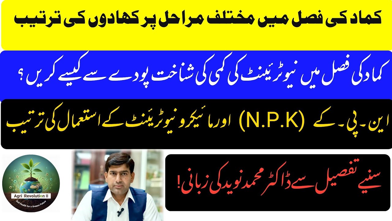  کماد کی فصل میں N.P.K اور مائیکرونیوٹریئنٹ کے استعمال کی ترتیب، سنیے ڈاکٹر محمد نوید کی زبانی! 