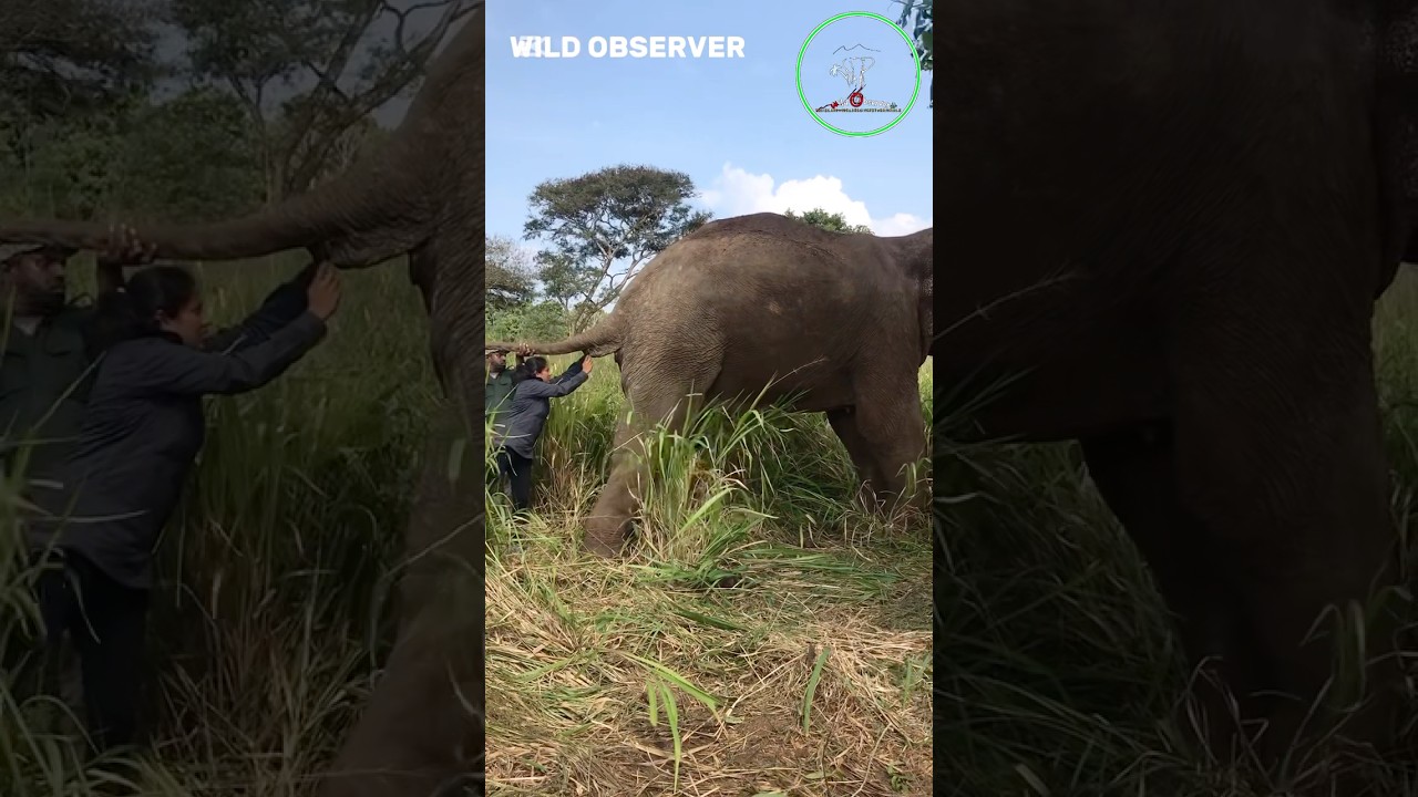 😮😮Despite the risk, saving a giant | #elephant #wildliferehabilitation #animals