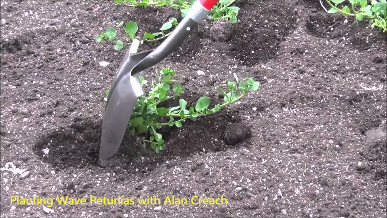 How to Plant Wave Petunias -The Plant Farm®