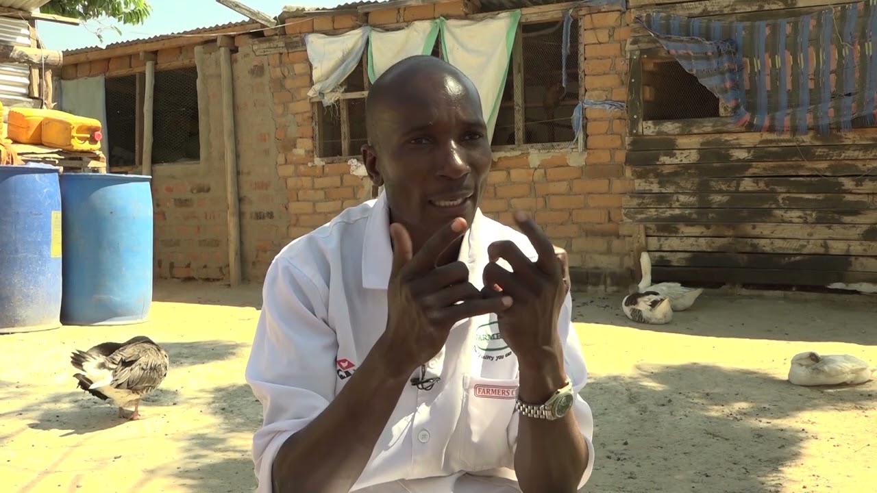 WANENEPESHE NG'OMBE ILI UWAUZE KWA FAIDA KUBWA.