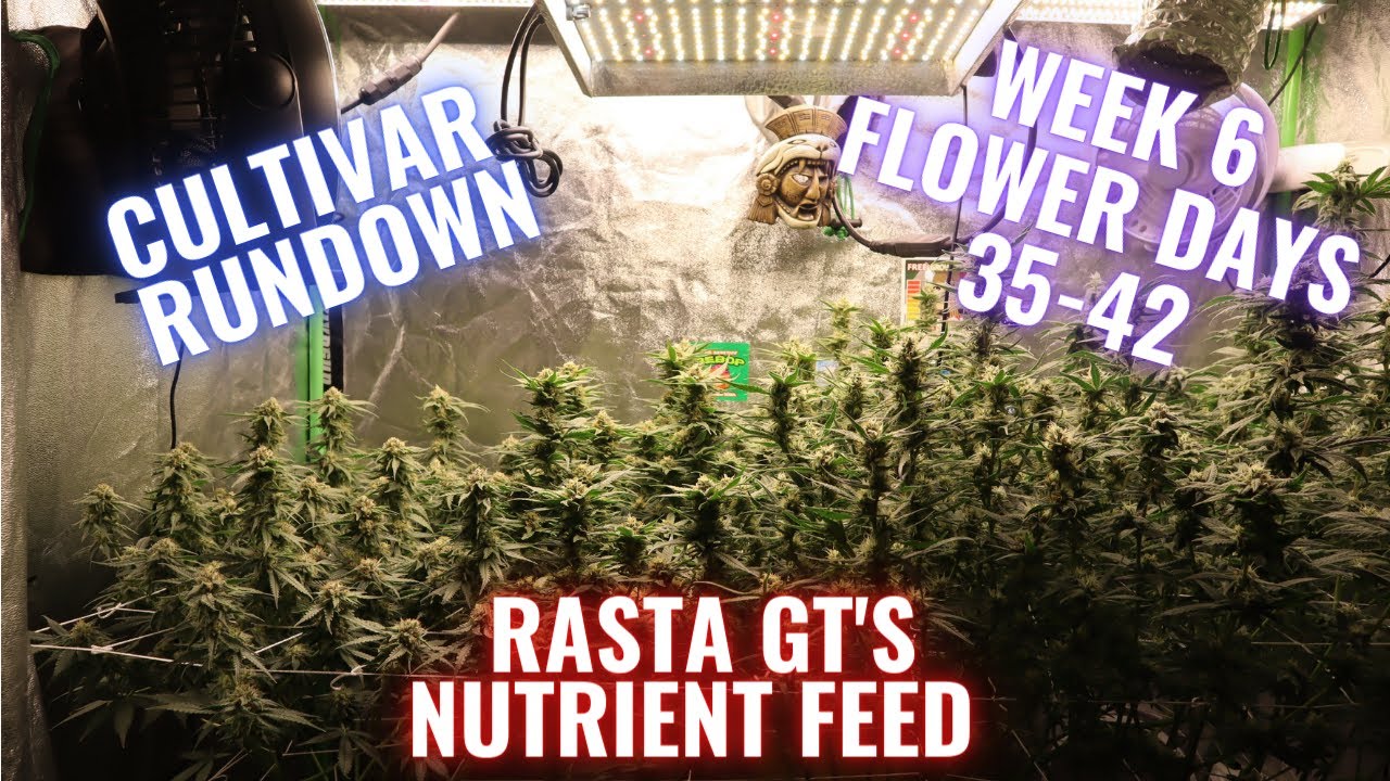 RGT GROW LESSONS:  WEEK 6 FLOWER WHAT TO FEED AND WHAT TO DO