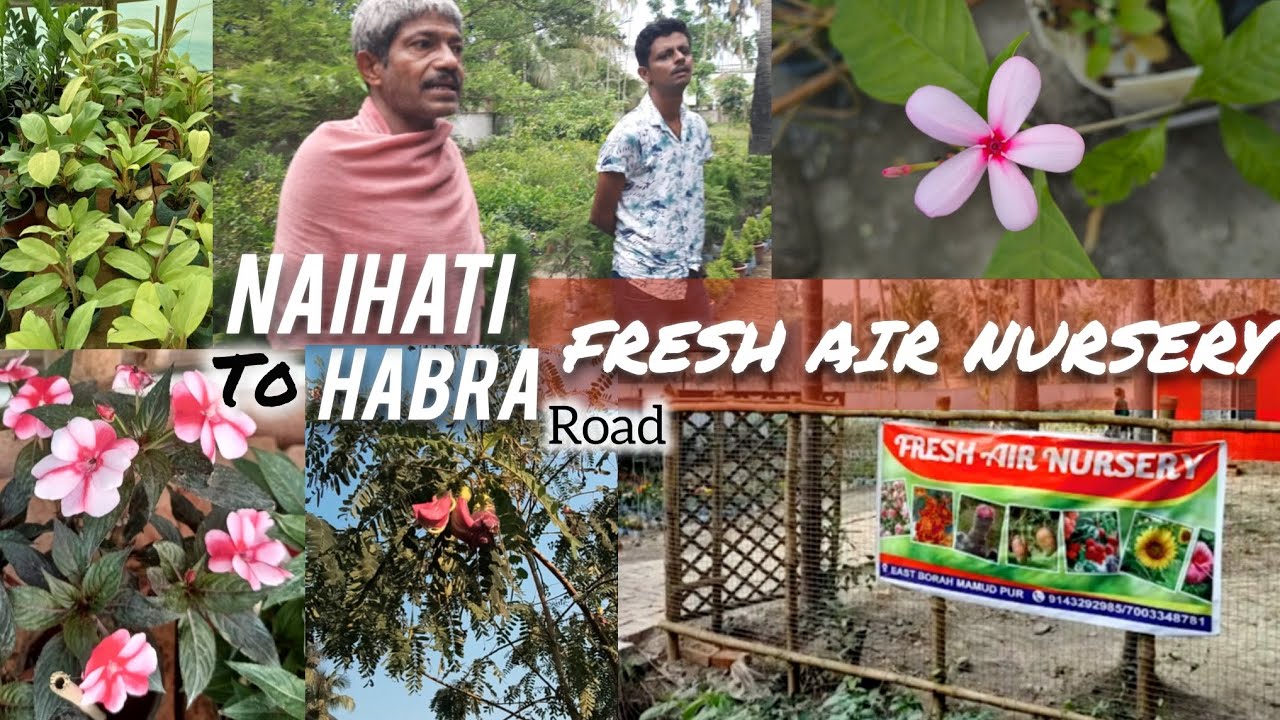Fresh Air Nursery || Plant Nursery in Naihati || Naihati to Habra road || Bora Mamudpur Naihati ||