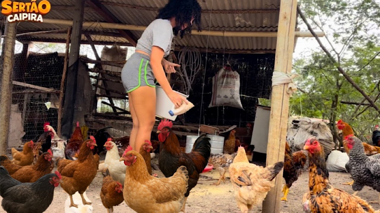 ROTINA CAIPIRA - DIA A DIA NO GALINHEIRO, ENTRE ALIMENTAR E CUIDAR 