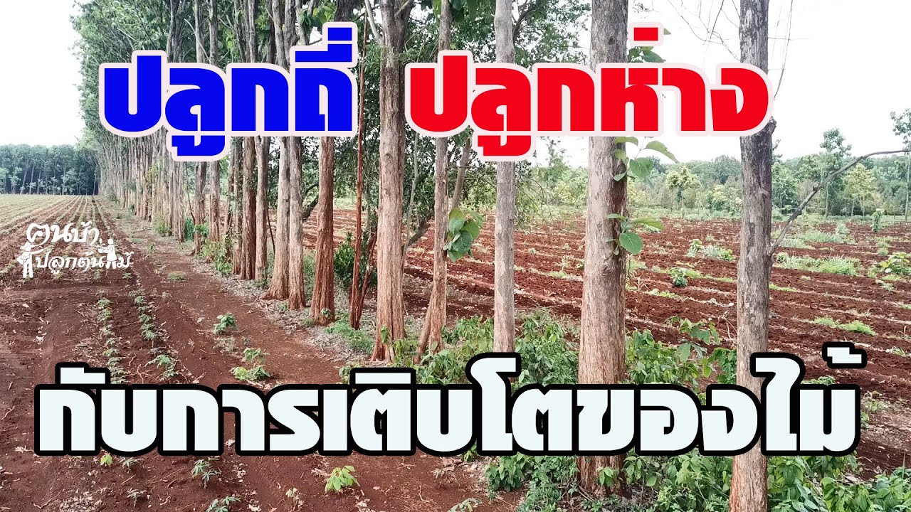 ปลูกถี่ ปลูกห่าง กับการเติบโตของไม้//คนบ้าปลูกต้นไม้