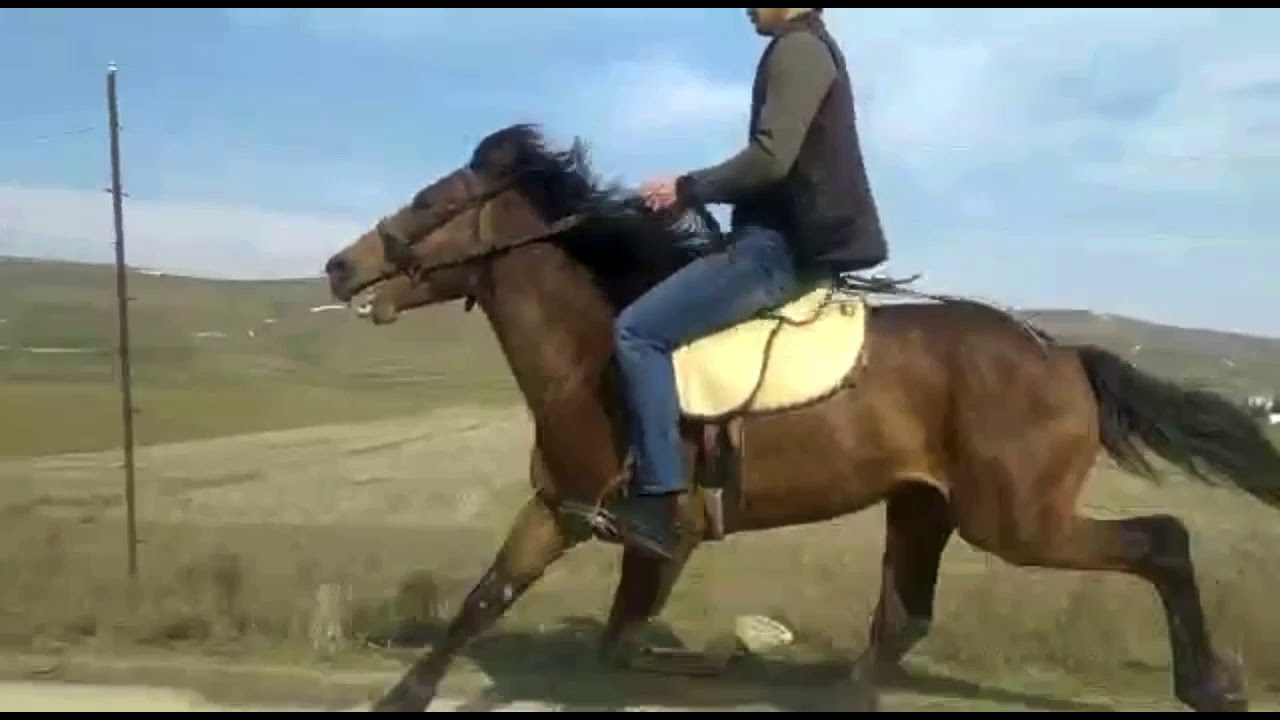 Siyəzən Şəhəri İzzətin Atı Peqas.