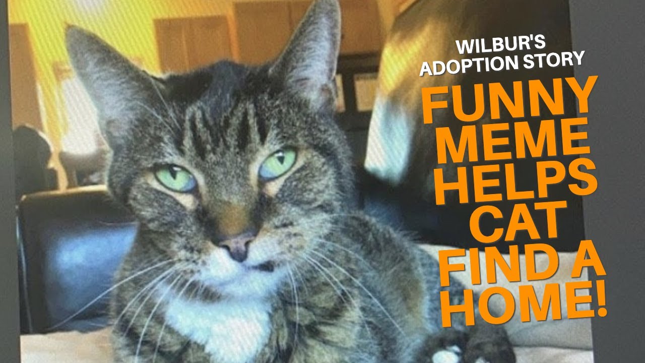 Senior cat finds home because of meme!