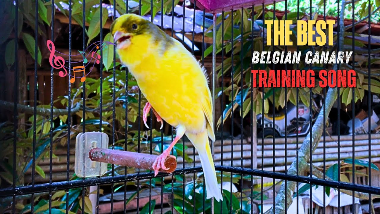This Belgian Canary Attracted Many Canaries to Sing‼️ Magical Canary Training🐦