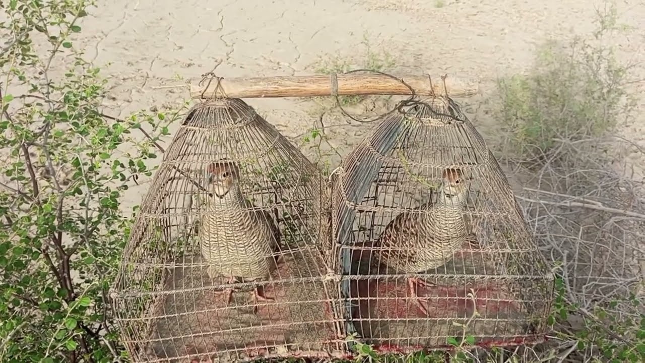 “Jungle Ka Khubsurat Teetar | Natural Sounds & Wild Beauty