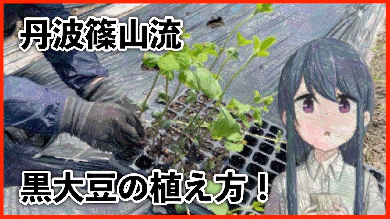 兵庫県丹波篠山流の黒大豆の植え付け方！