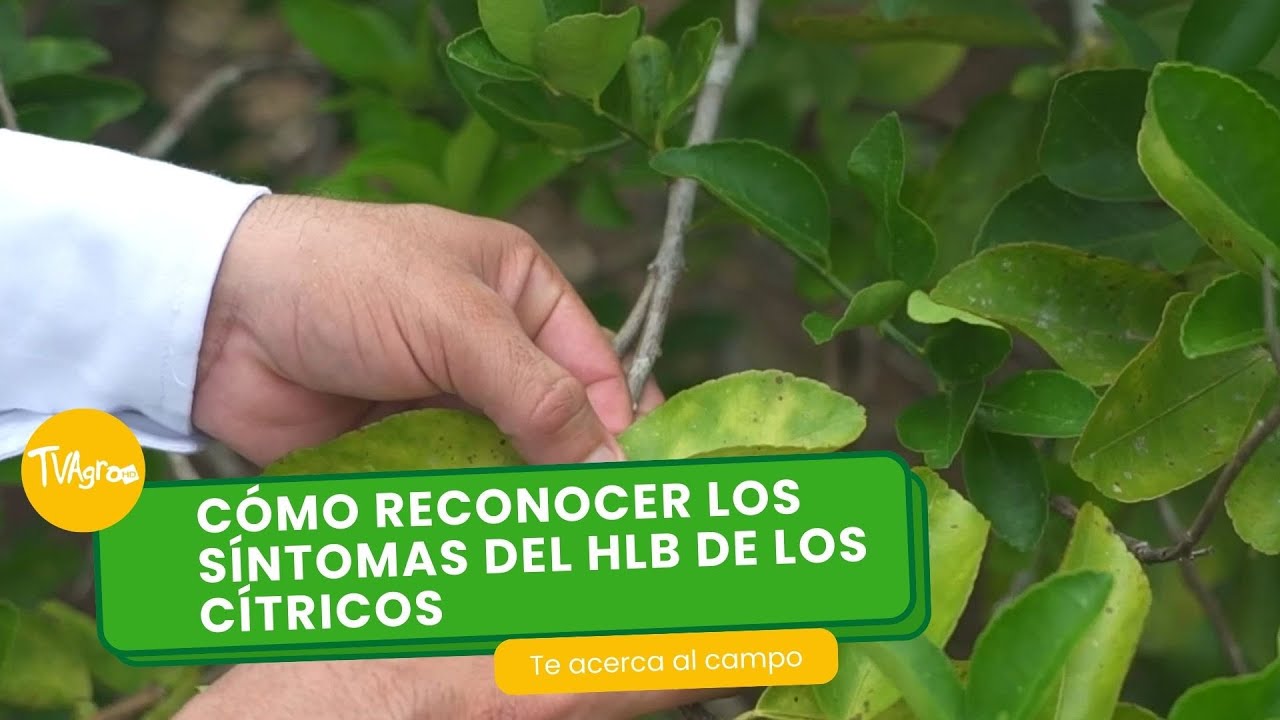 Cómo reconocer los síntomas del HLB de los cítricos 🍋🍊- TvAgro por Juan Gonzalo Angel Restrepo