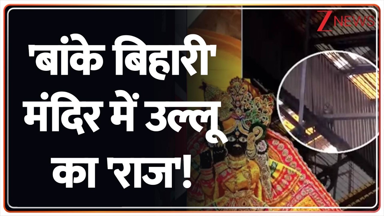 300 साल बाद बांके बिहारी मंदिर में उल्लू...संयोग या चेतावनी? Zee News
