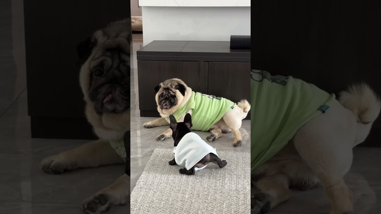 #pug #pugsofinstagram #puglife #puglove #pugs #dog #dogsofinstagram #pugstagram #dogs #pugpuppy