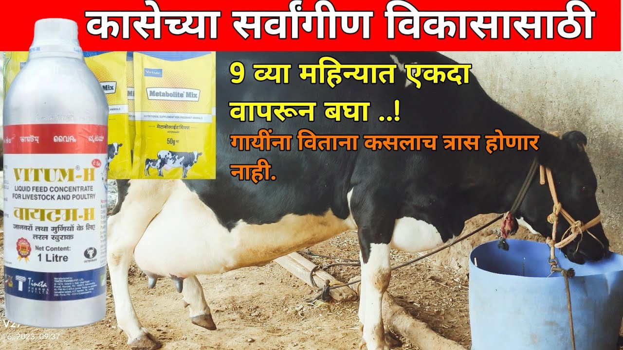 गायींना तसेच पहीलारू कालवडींसाठी नव्या महिन्यातील डोस | Vitum H आणि Metabolite|कासवाढी आणि तकतीसाठी.