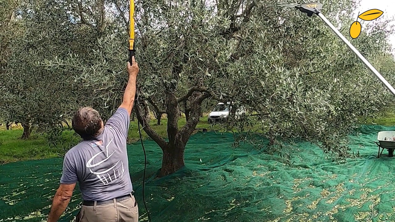 Video Oliviero FLEX-PTM