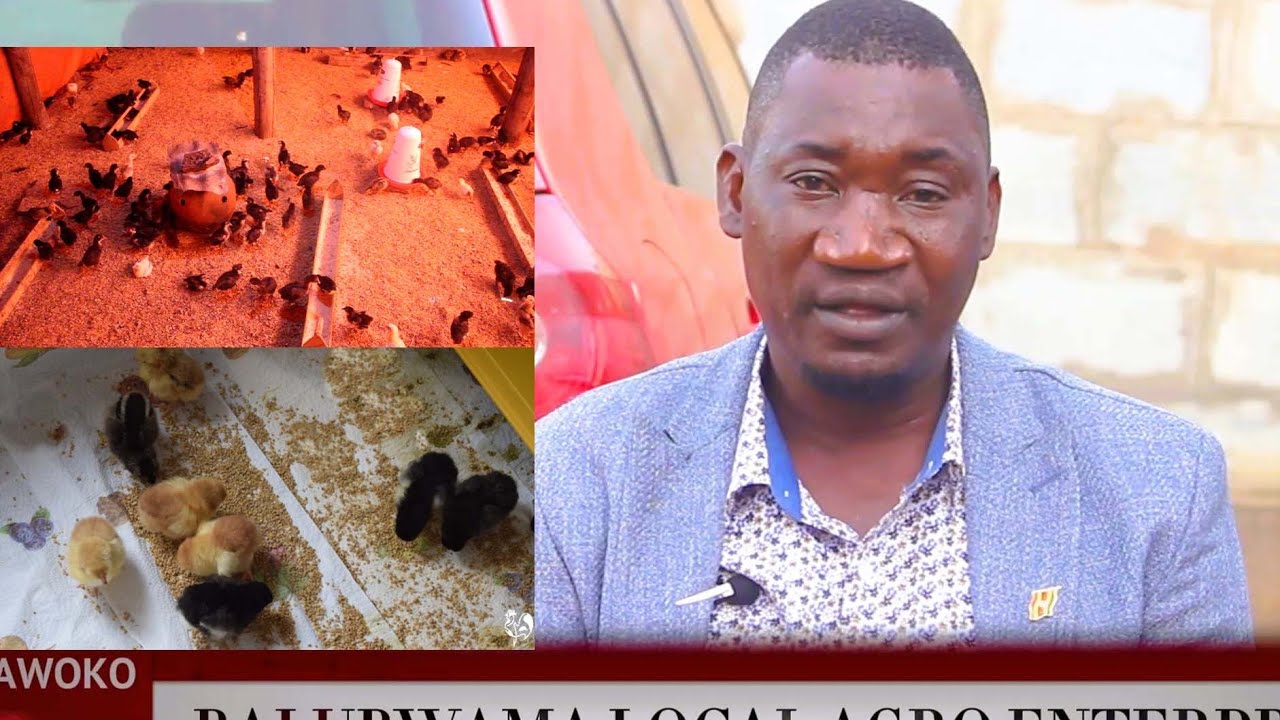 Obudde bwoowa Brooder  Yo Kwekufunamu 