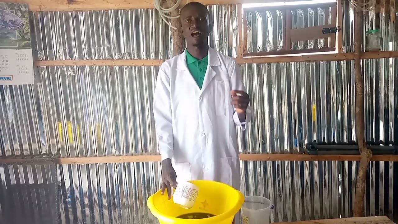 How to treat Catfish fingerlings with bitter leaf ( Part 2)