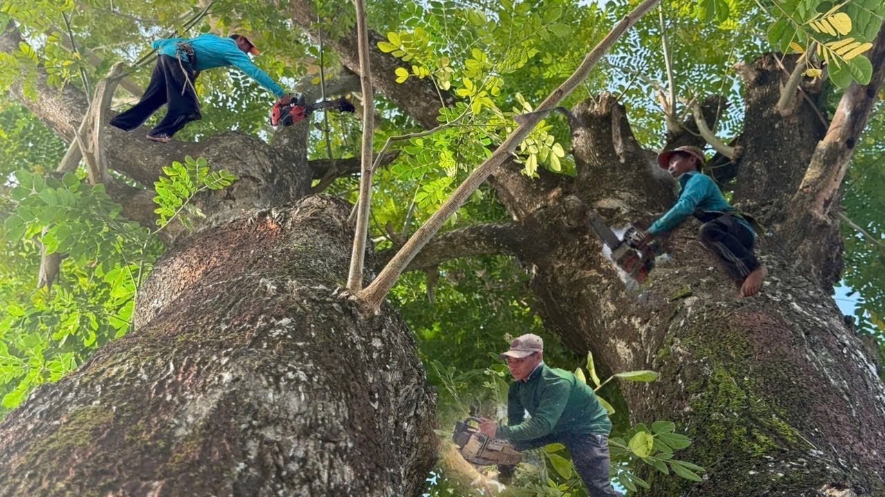 Cưa cây Còng To, Um Tùm Gần Nhà, Gần Sông, Cạnh Bờ Tường, cưa Kỹ Thuật, 359