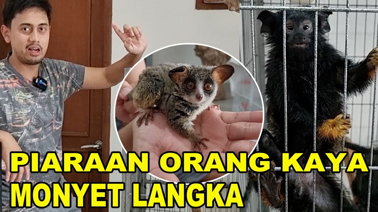 MONYET LANGKA PIARAAN ORANG KAYA - RED HANDED TAMARIN & BUSH BABY - FT. @VibiadhiSwastiPradana