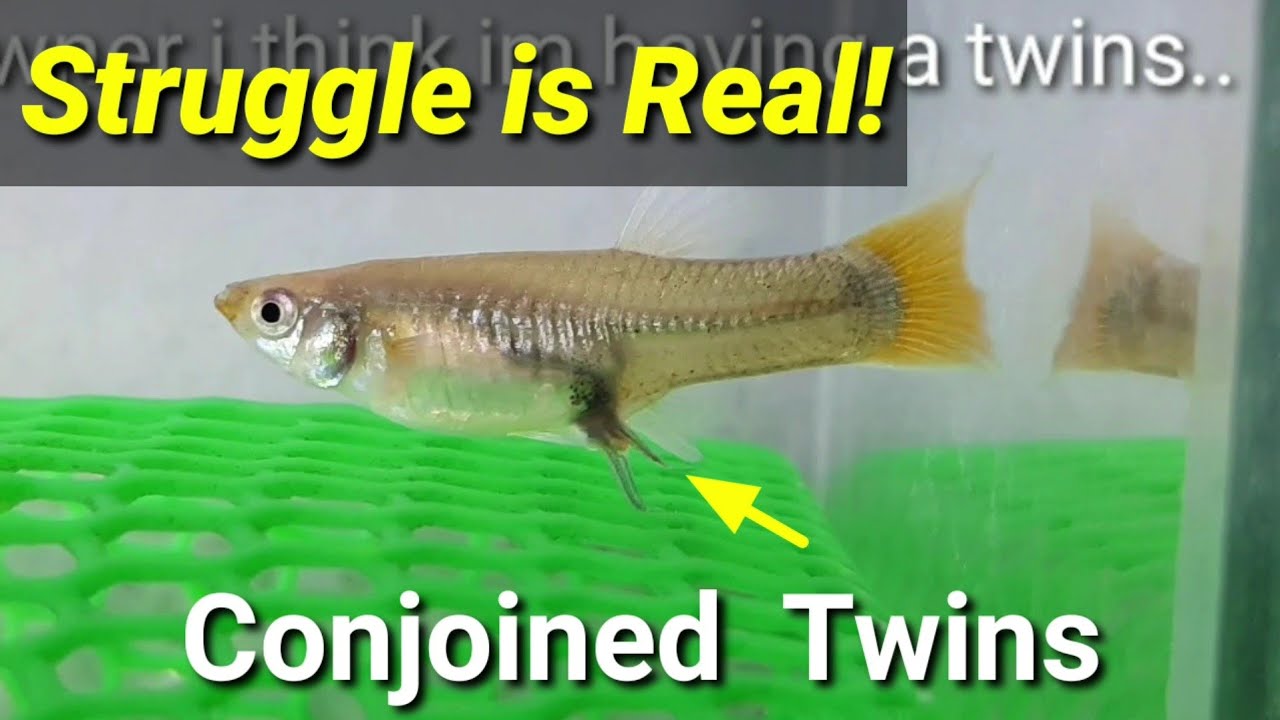 GUPPY Fish Live Birth Caught On Film Emotional video.