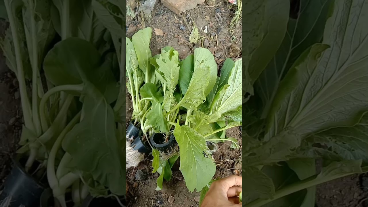 Hama Ulat pada Sayuran #hama #sayuranhidroponik #ulat