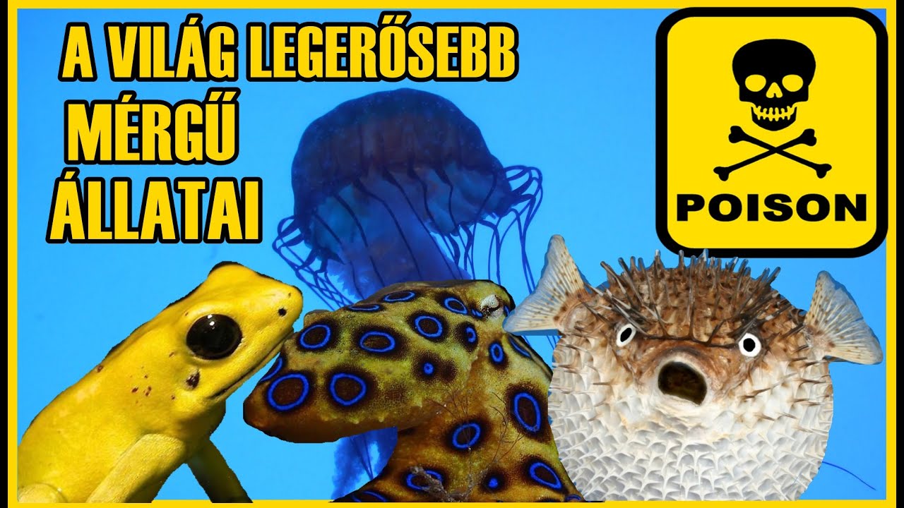 A VIL&Aacute;G LEGERŐSEBB M&Eacute;RGŰ &Aacute;LLATAI - LENYŰG&Ouml;ZŐ TERM&Eacute;SZET 4. R&eacute;sz