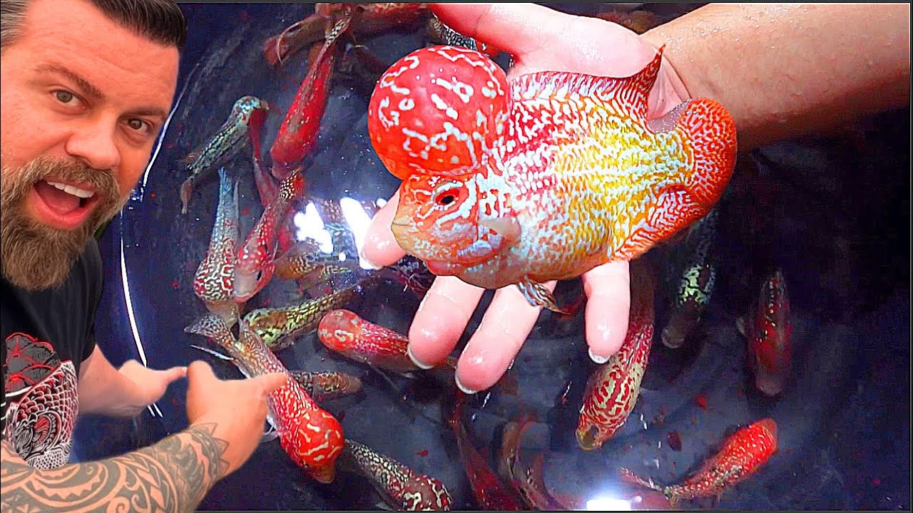 INSIDE The Mind-Blowing WORLD of a BANGKOK FLOWERHORN Breeder!
