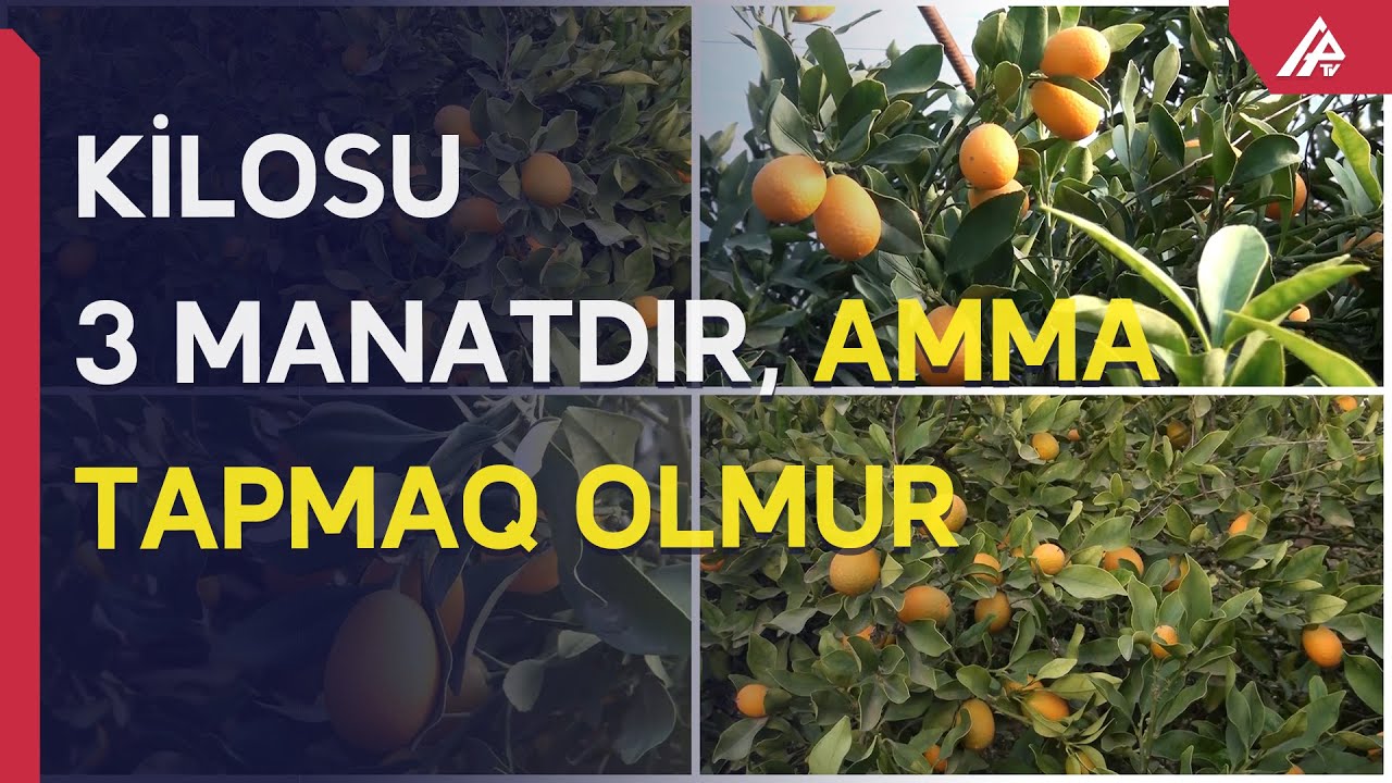 Cənub bölgəmizdə bitən qeyri-adi bitki: Yeyənin beyni daha yaxşı işləyir - APA TV