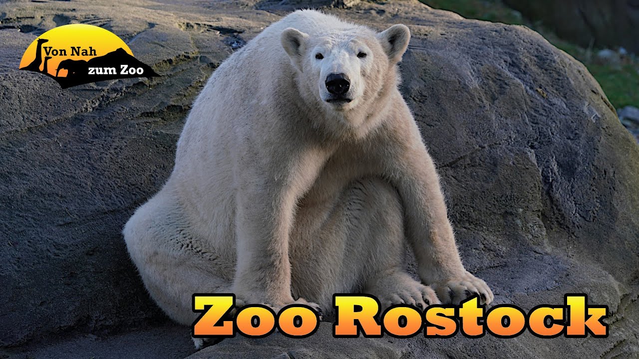 Zoo Rostock - Zu recht ausgezeichnet? - Von Nah zum Zoo 4k