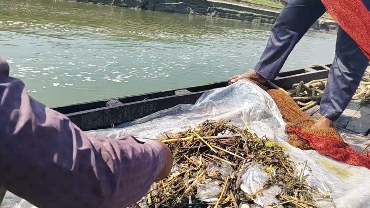 গ্রামের নদীতে বড় মাছ শিকার | Traditional Fishing BD #fishing