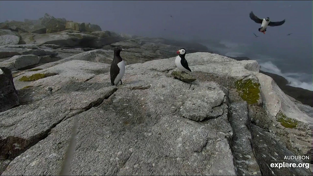 Worthy of Study!  Puffin interaction and communication 23 06 20