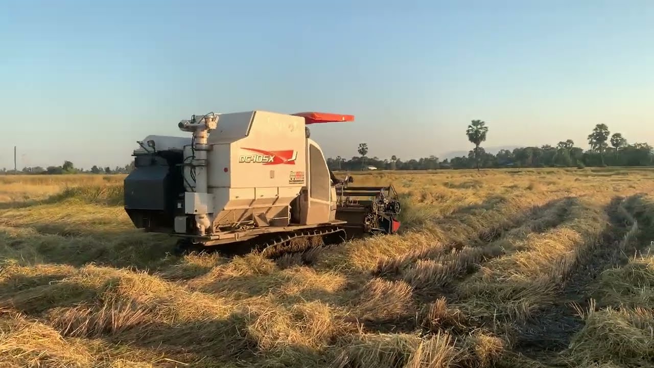 Wow the best Kubota DC105X Harvesting is so hard, cuz The rice is falling heavily.