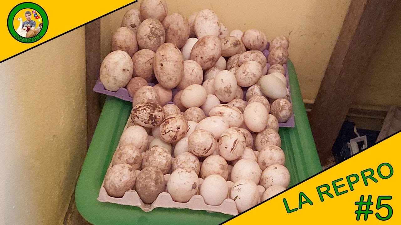 LA REPRODUCTION | EPISODE 5 | MISE EN INCUBATION D'UNE ENORME TOURNÉE