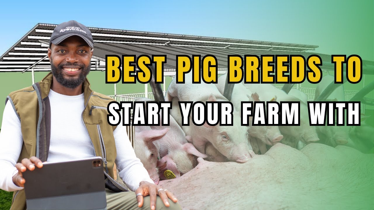 THE BASICS OF STARTING A PIG FARM IN AFRICA AS A BEGINNER