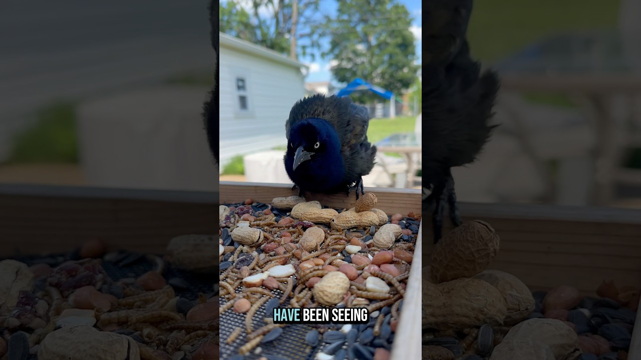 Trying to Befriend Crows: Day 33