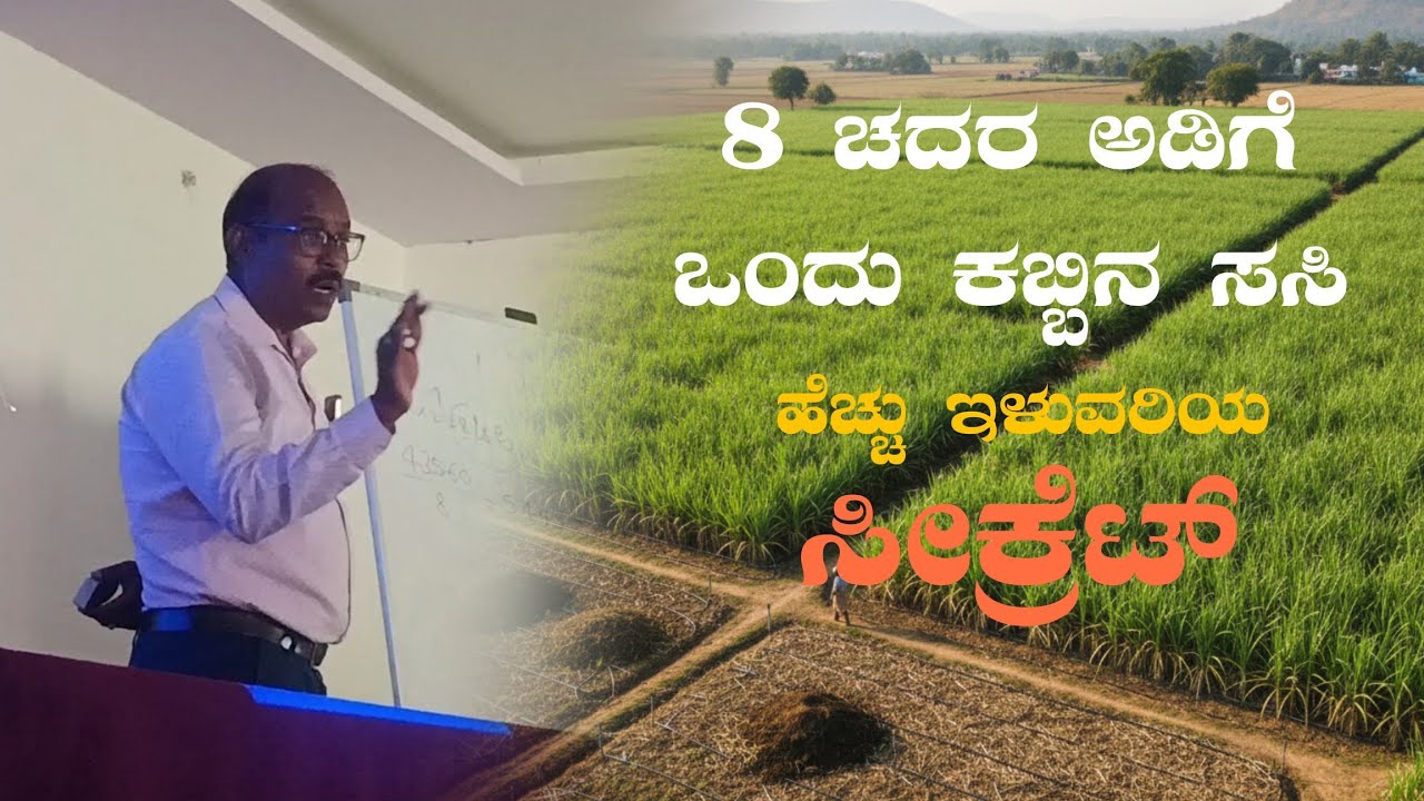 High Yield Sugarcane Farming | Scientific Plantation Method Explained #sugarcanefarming 