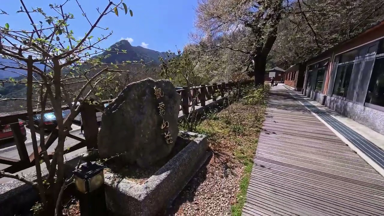 觀霧山莊前方的霧社櫻王20260307