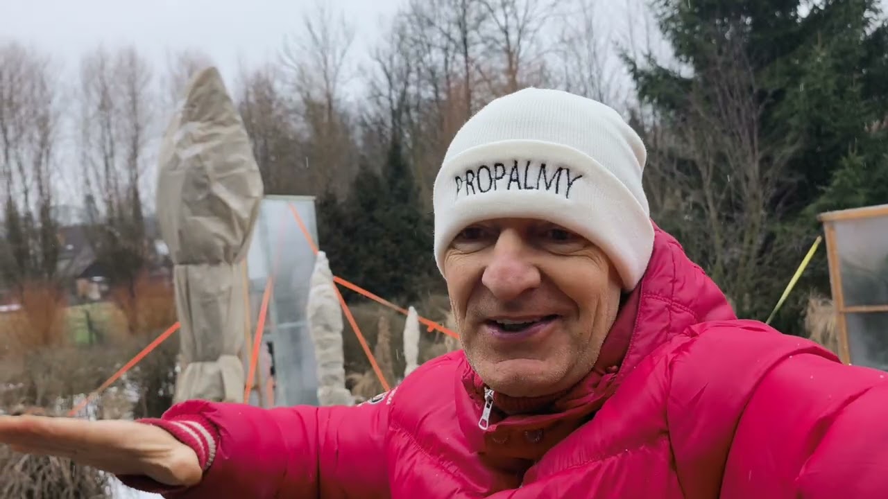 Trachycarpus 🌴 palma má poškození i když hranici své mrazuvzdornosti 🥶 nepřesáhla 🤔