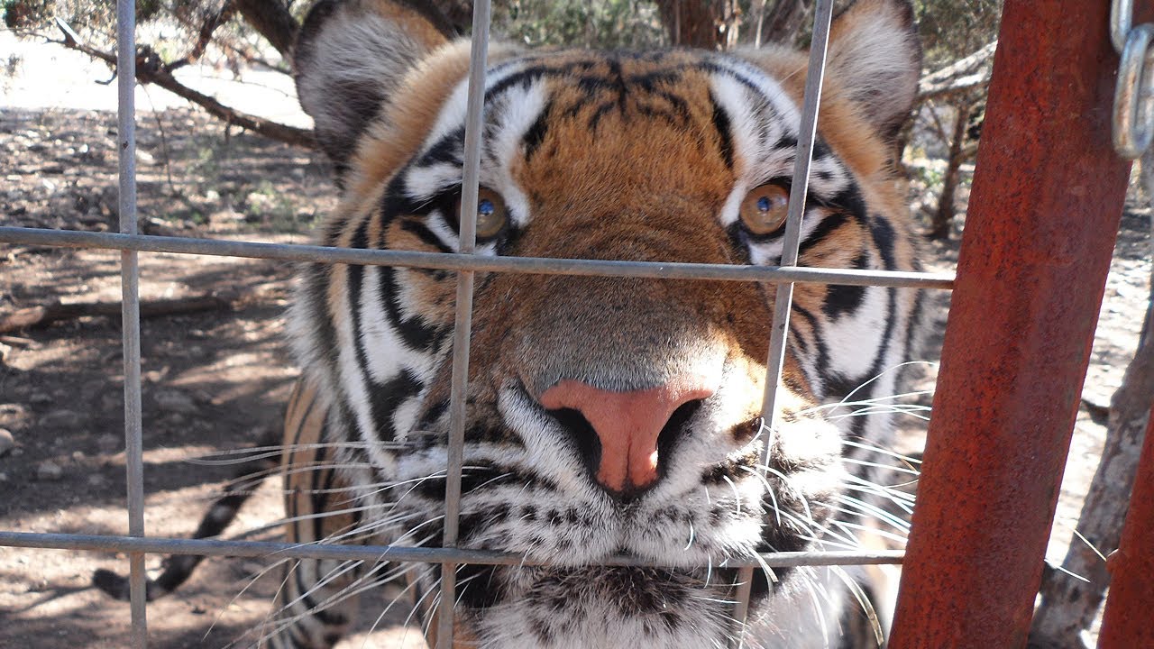 3 Tiger Rescue Prep