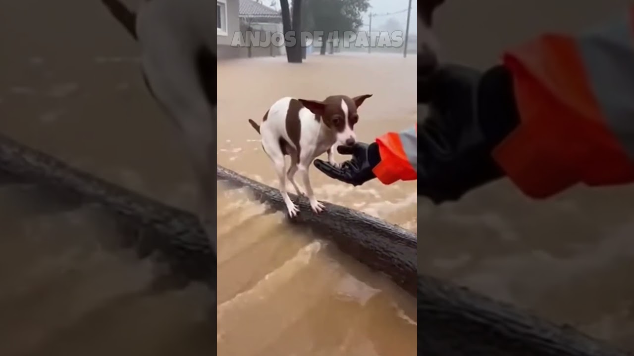 🚨 ASSISTA AGORA! O que fizeram com essa m&atilde;e e seus filhotes &eacute; revoltante 😡