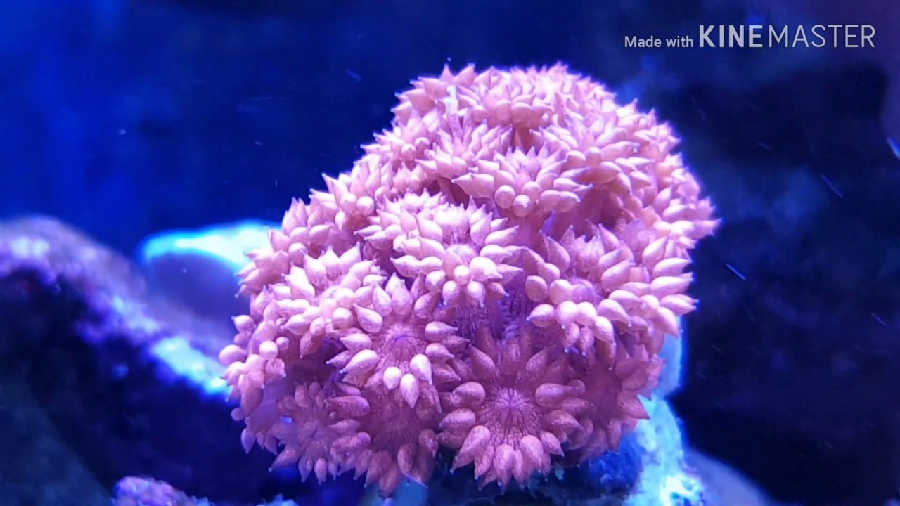 Coral Goniopora cuidados - REEF ESTART
