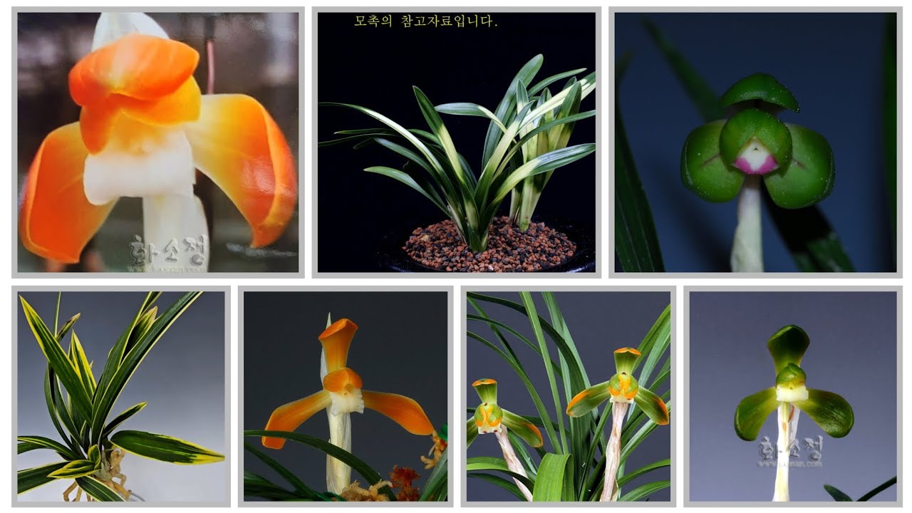 화소정-[3월20일] 제312편 *판매됨-황위.두보.세홍소.상록.달마복륜.운무령 .원주소