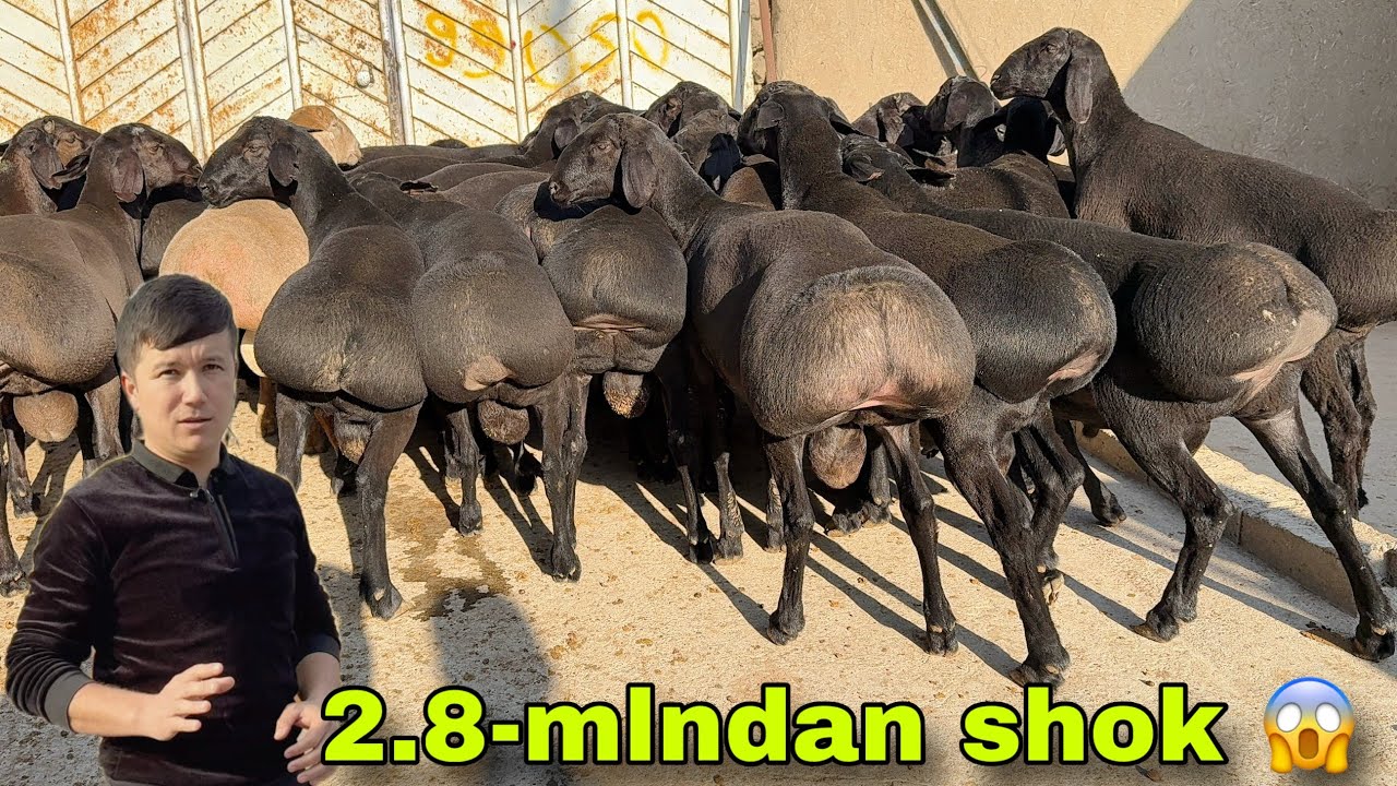 😱 2.8-MLNDAN SHOK NARX! AKROMJON AKADAN QO‘CHQORLAR 