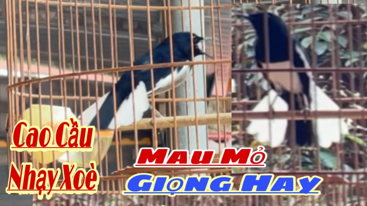 Choè Thuần Mau Mỏ |Nhạy Xoè |Cao Cầu Giọng Hay |To Gắt |Hàng Chuyền 3Vu Lên |Ae Sưu Tầm Chơi Giá êm.