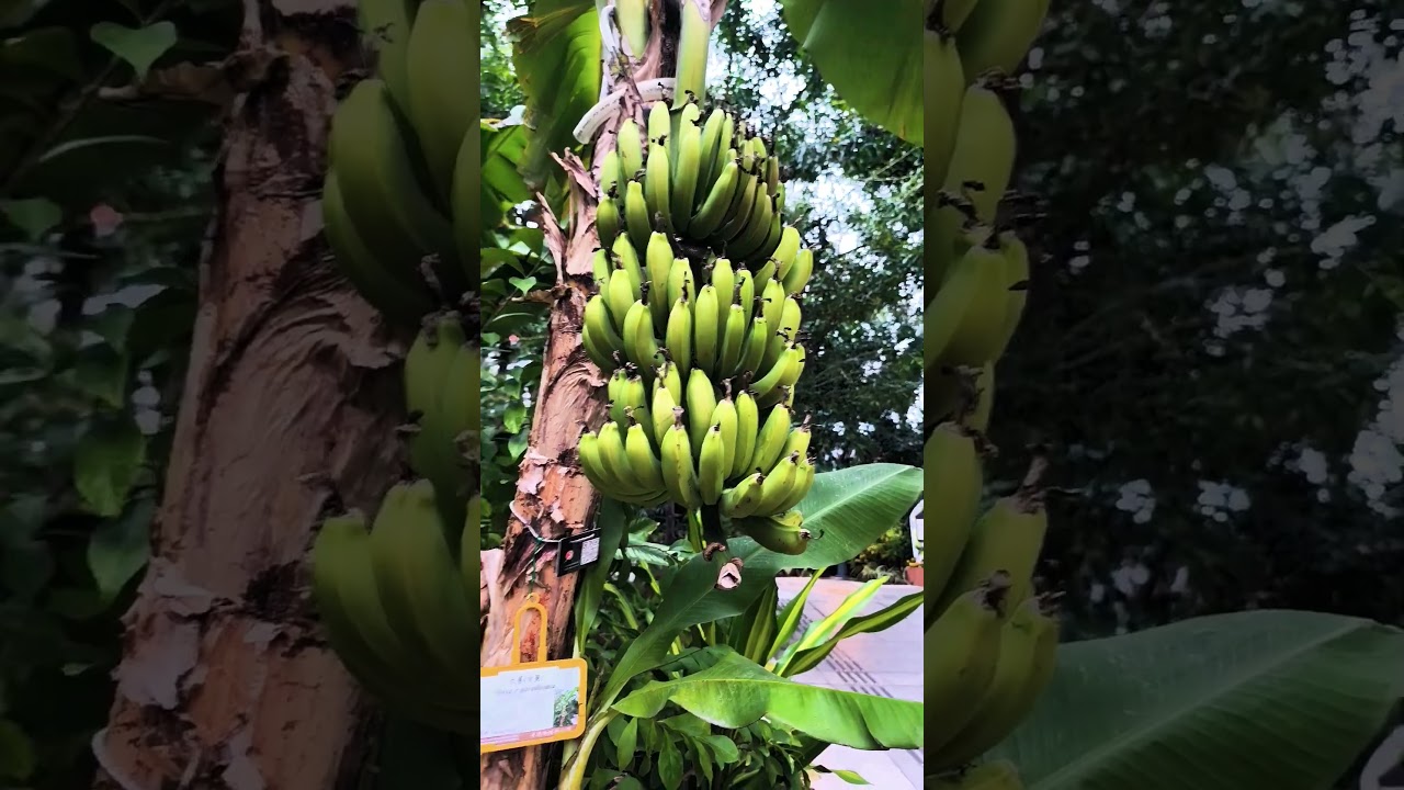 fruitful bananas that grow in the park