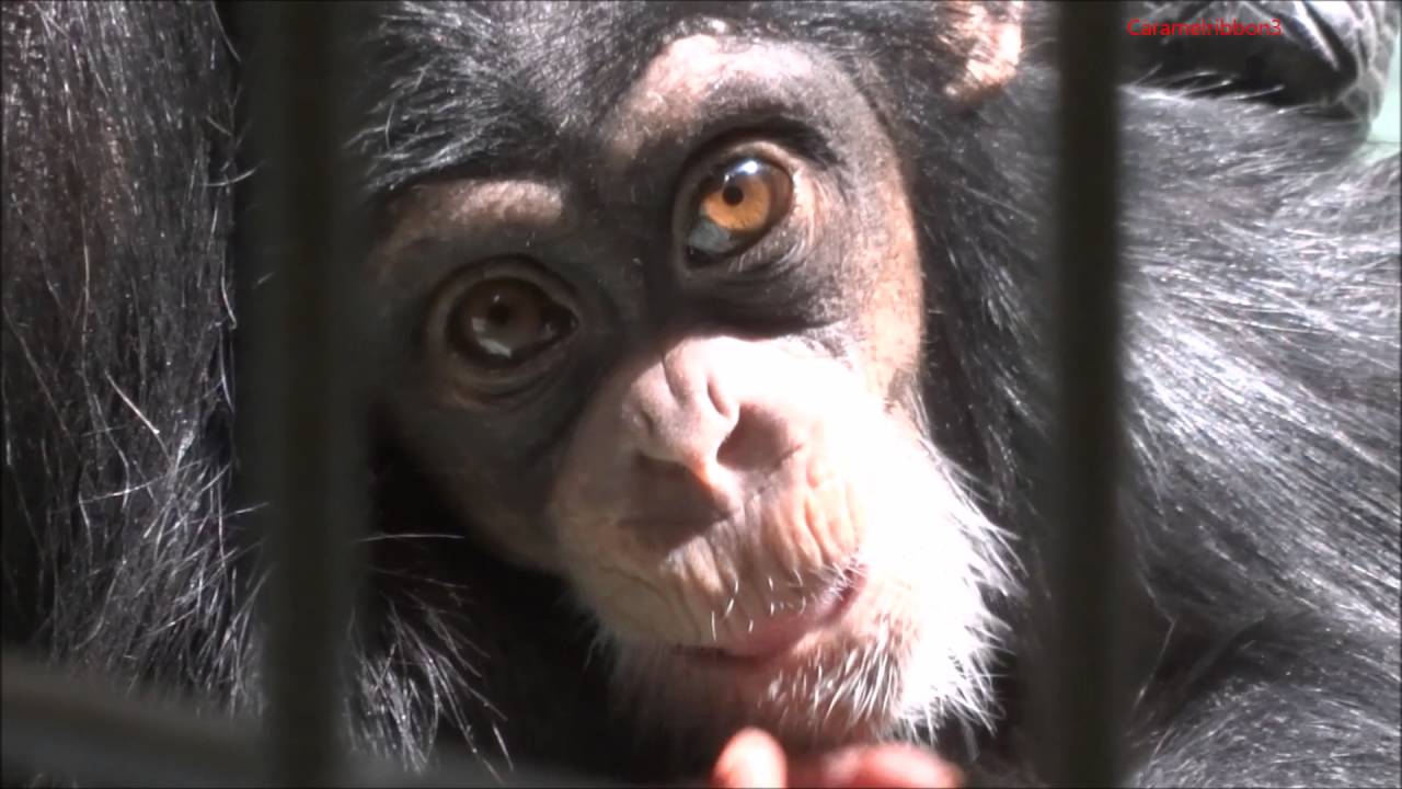Chimpanzee Lily and her baby Yuzuru at Kushiro Zoo